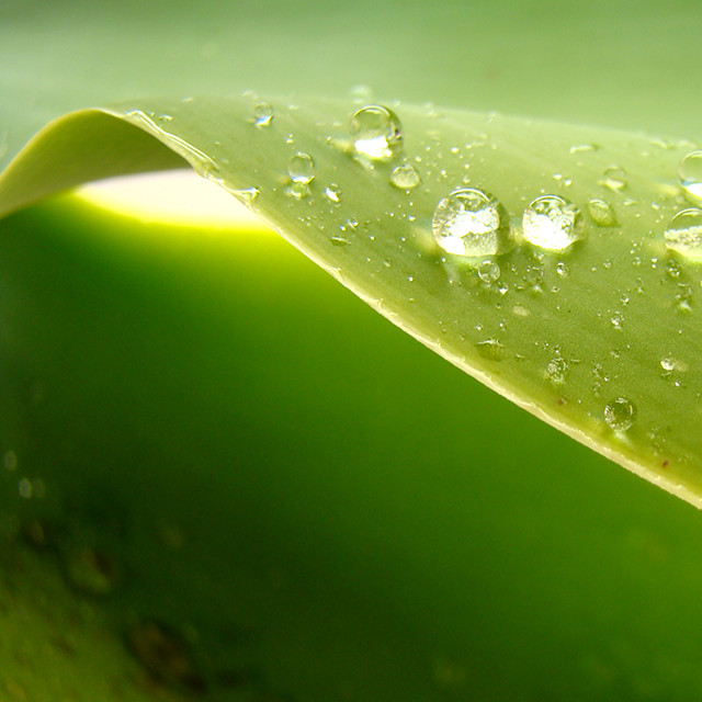 Bild på vattendroppar på ett blad